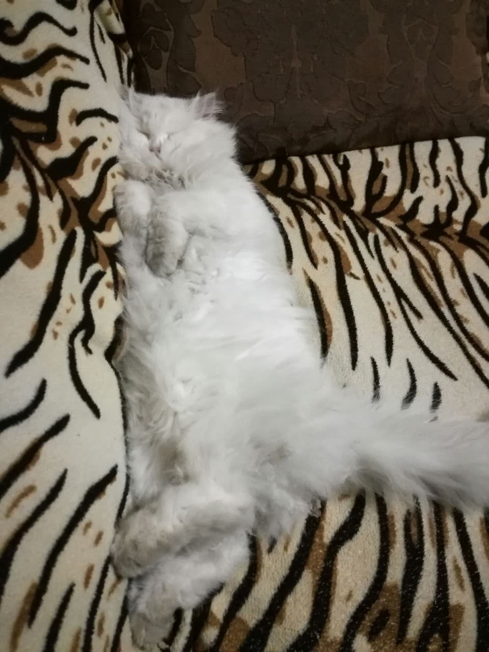kitty cat
