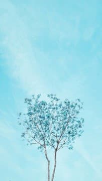 파랑 나무