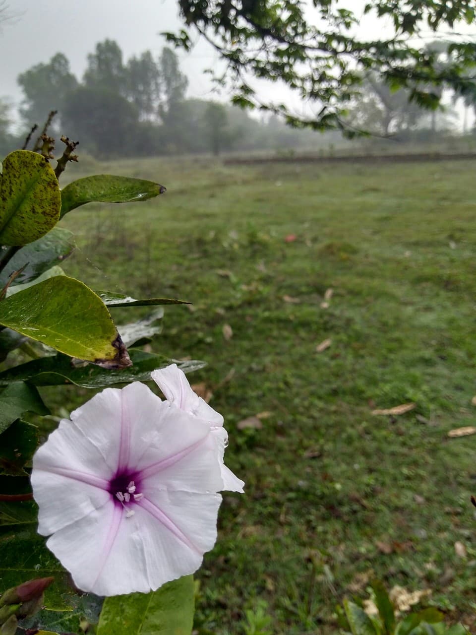Flower