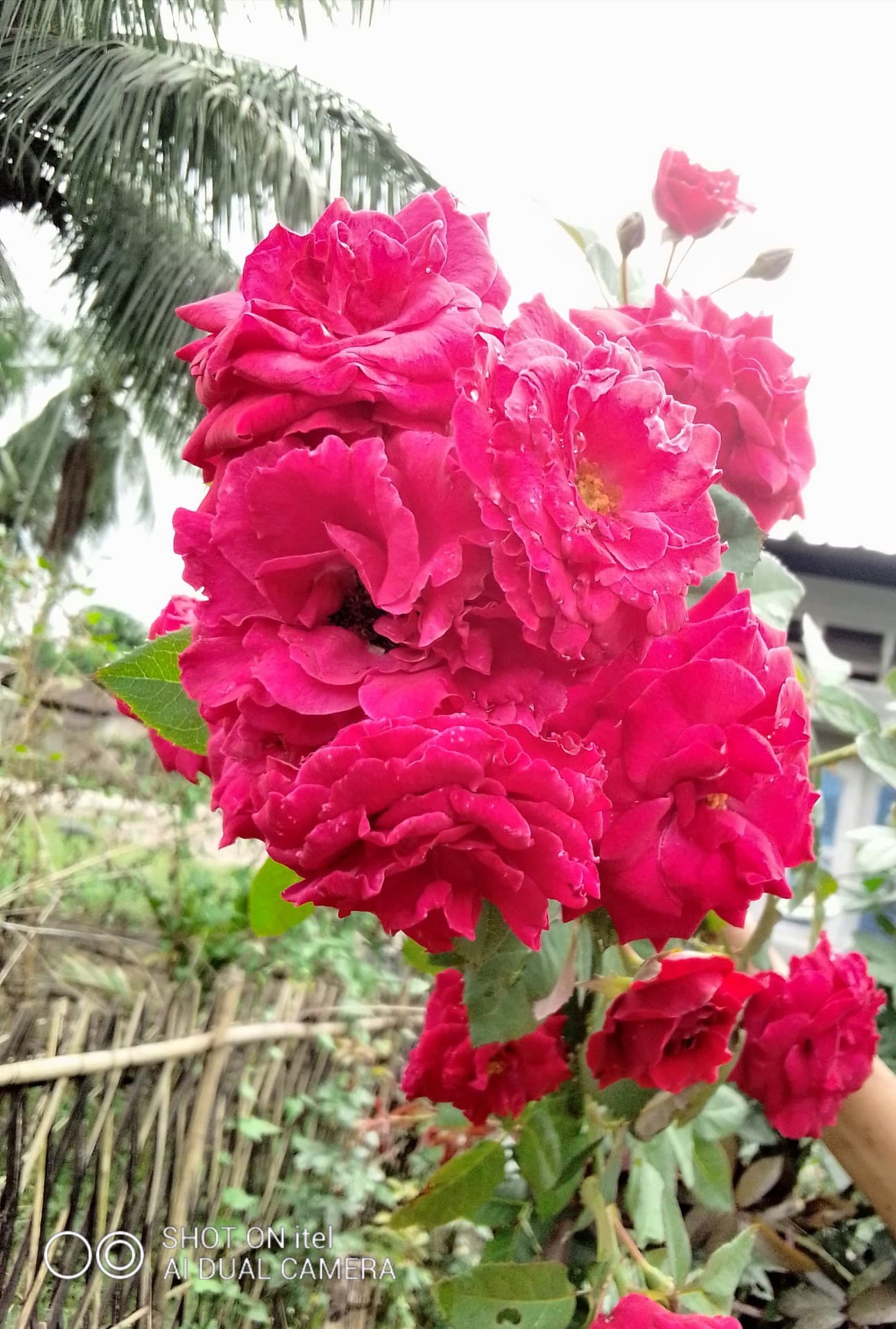 Rose
