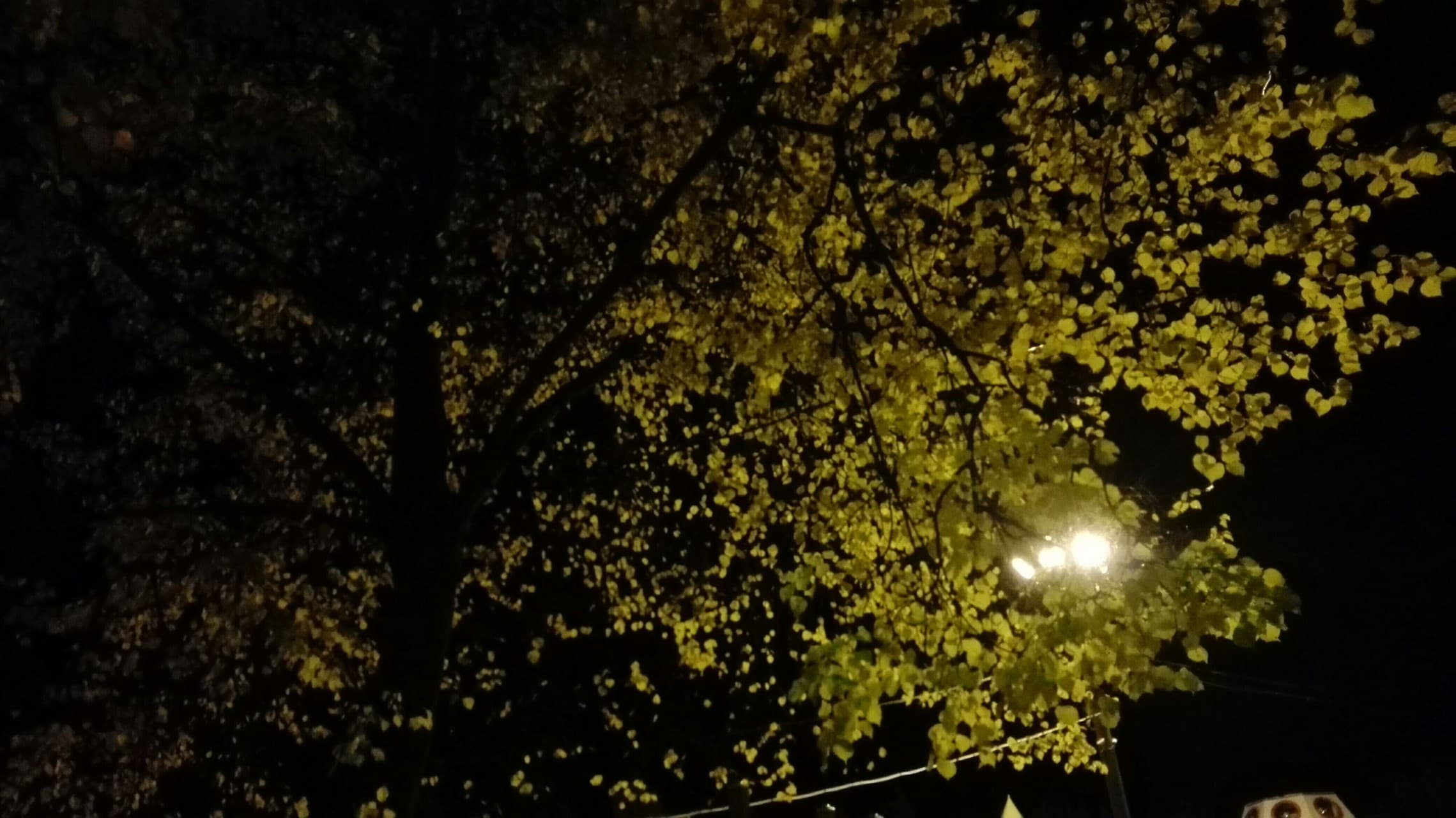 Autumn