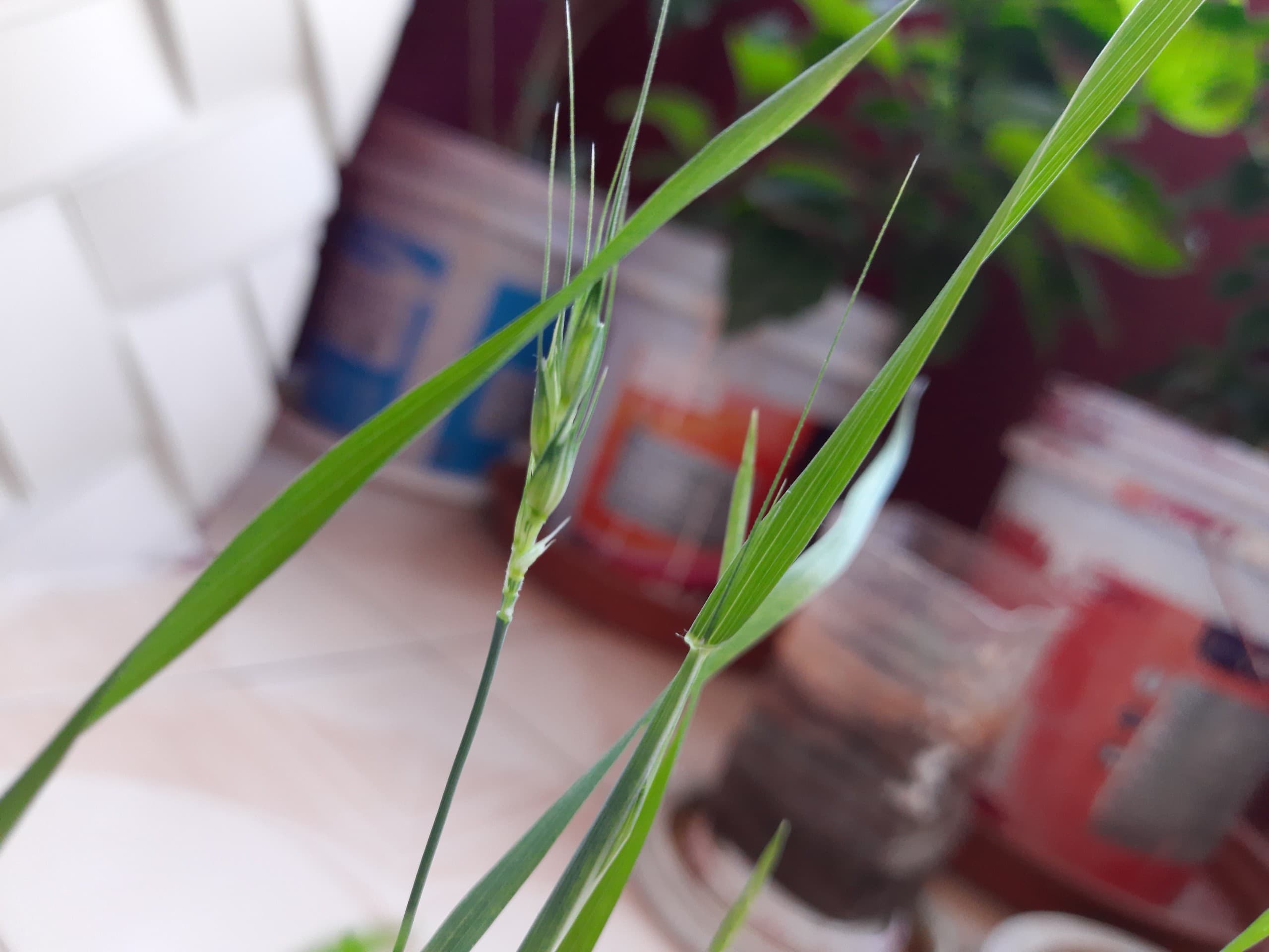 Wheat grass