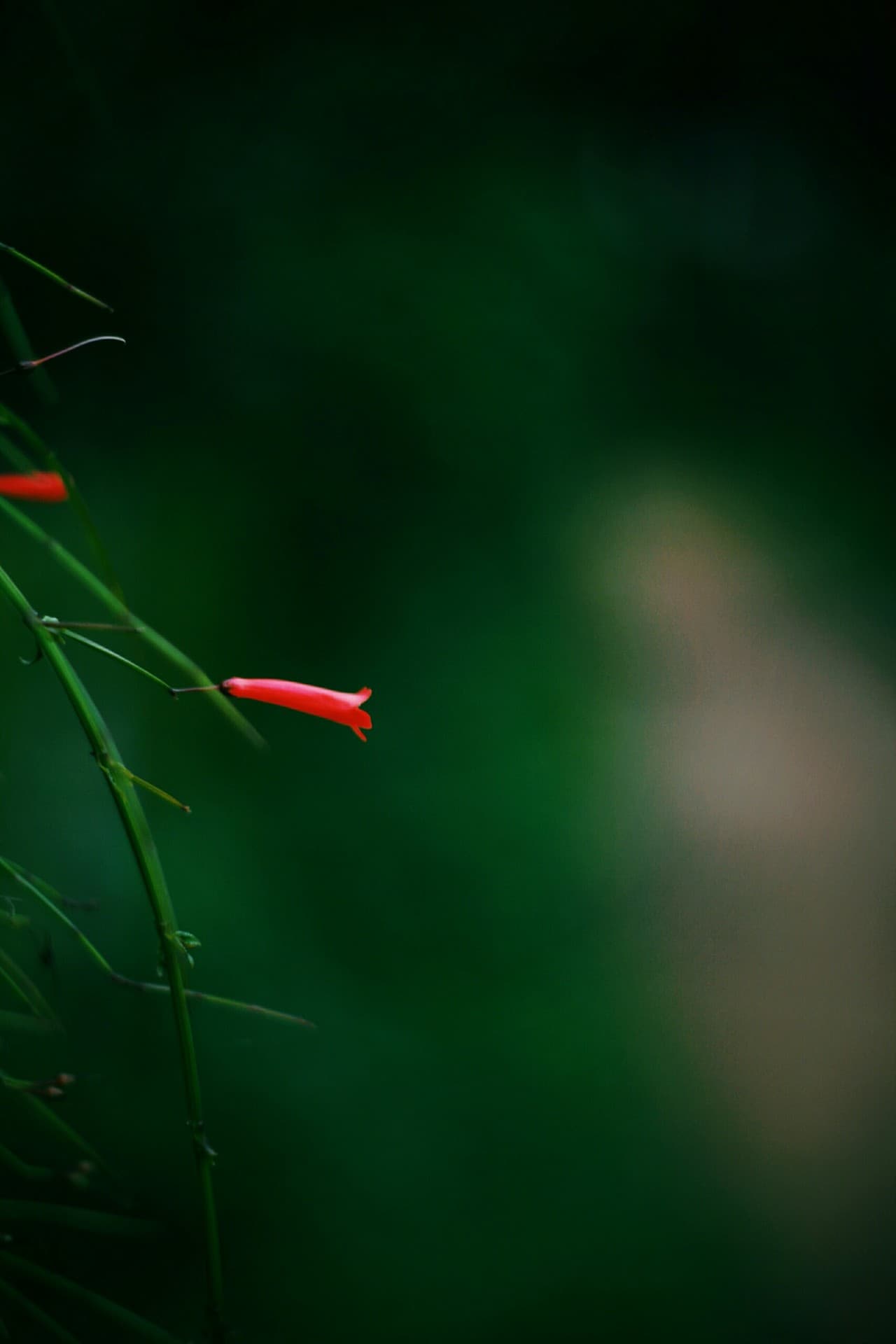 tiny flower