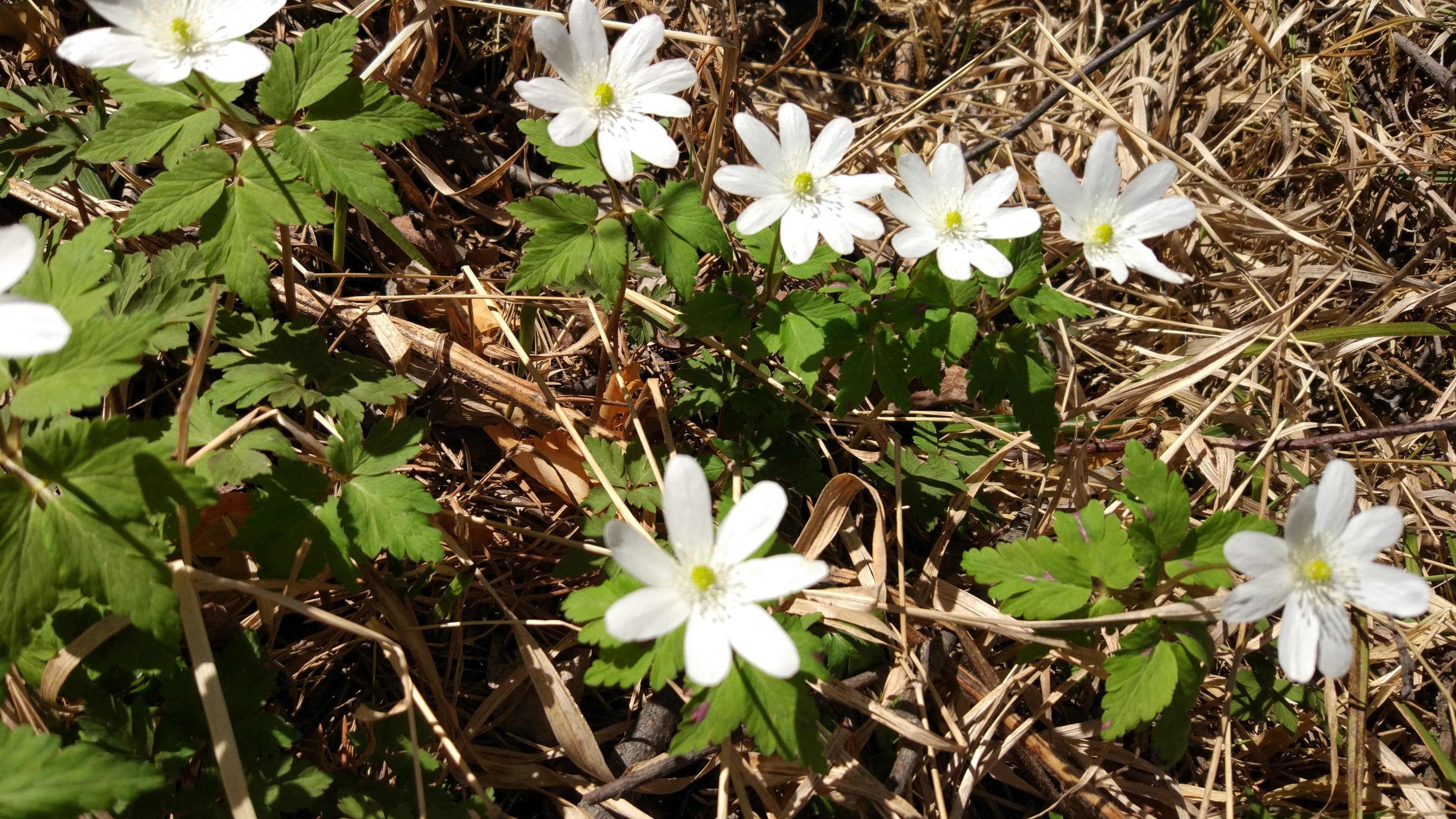 first spring flowers