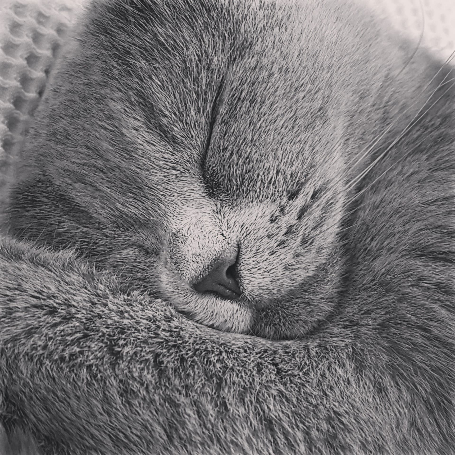 british short hair cat