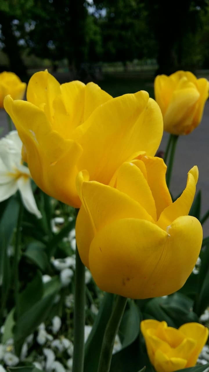 Tulips