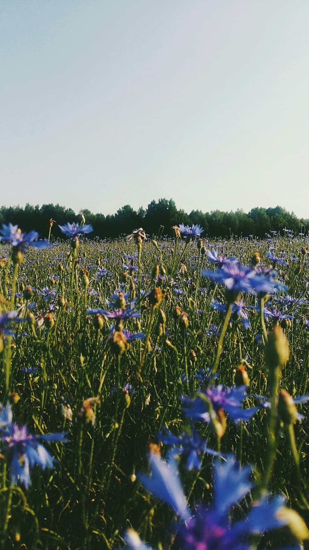 nature of Belarus