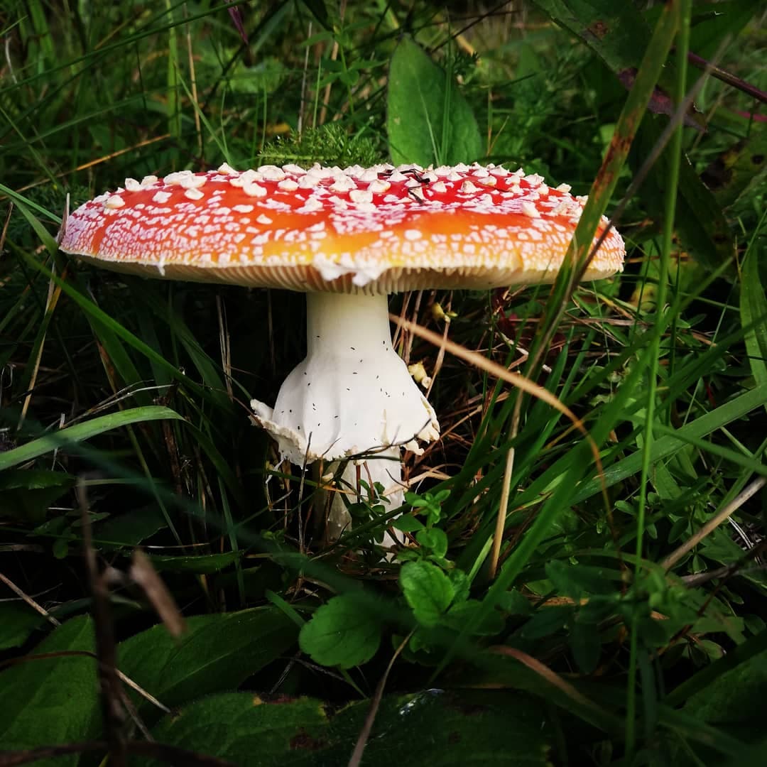 forest secret