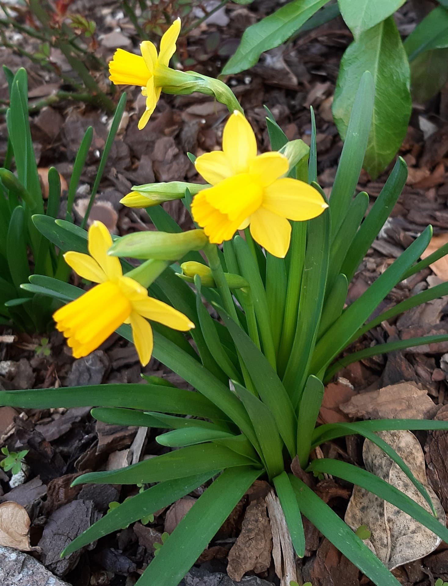 fiori