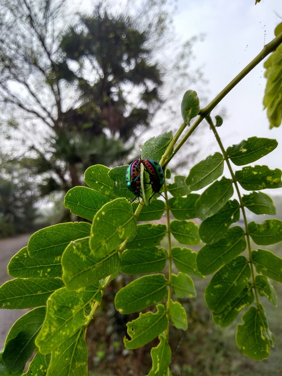 Bug's life