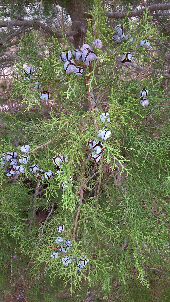 frutos de la montaña
