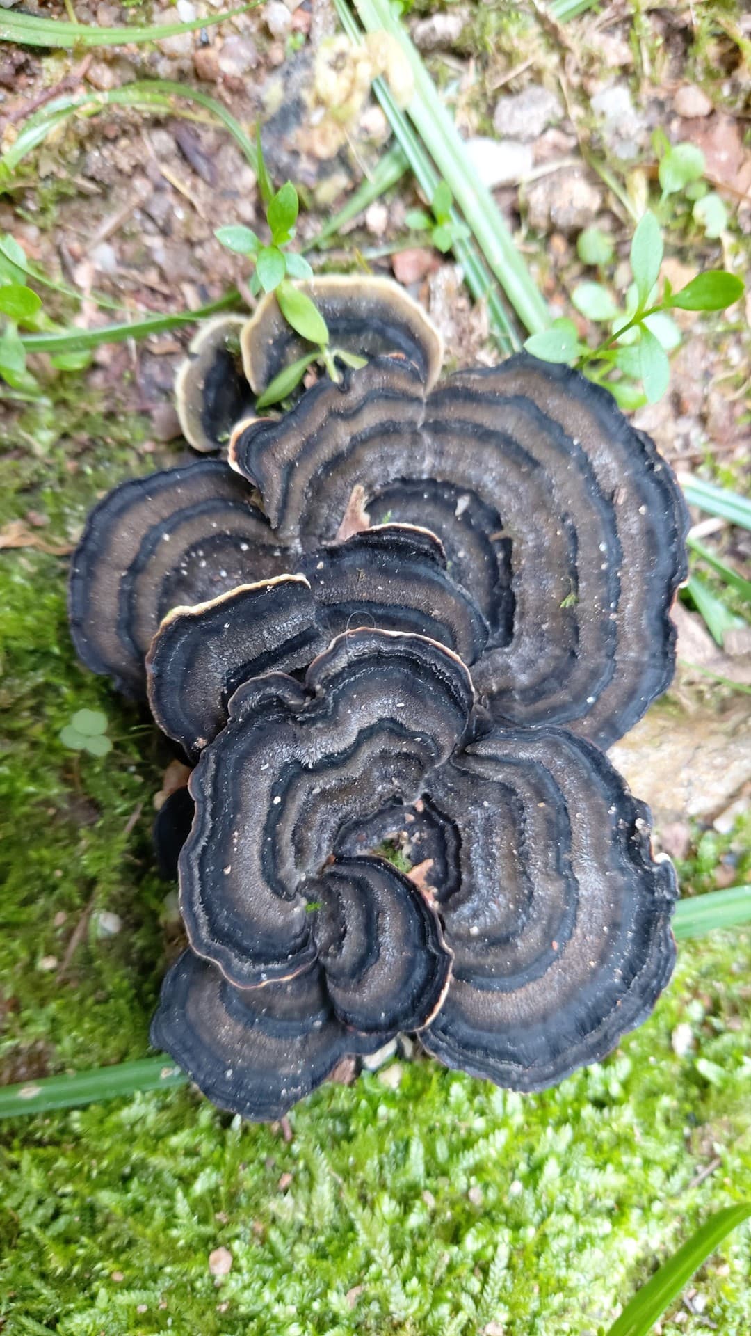 버섯