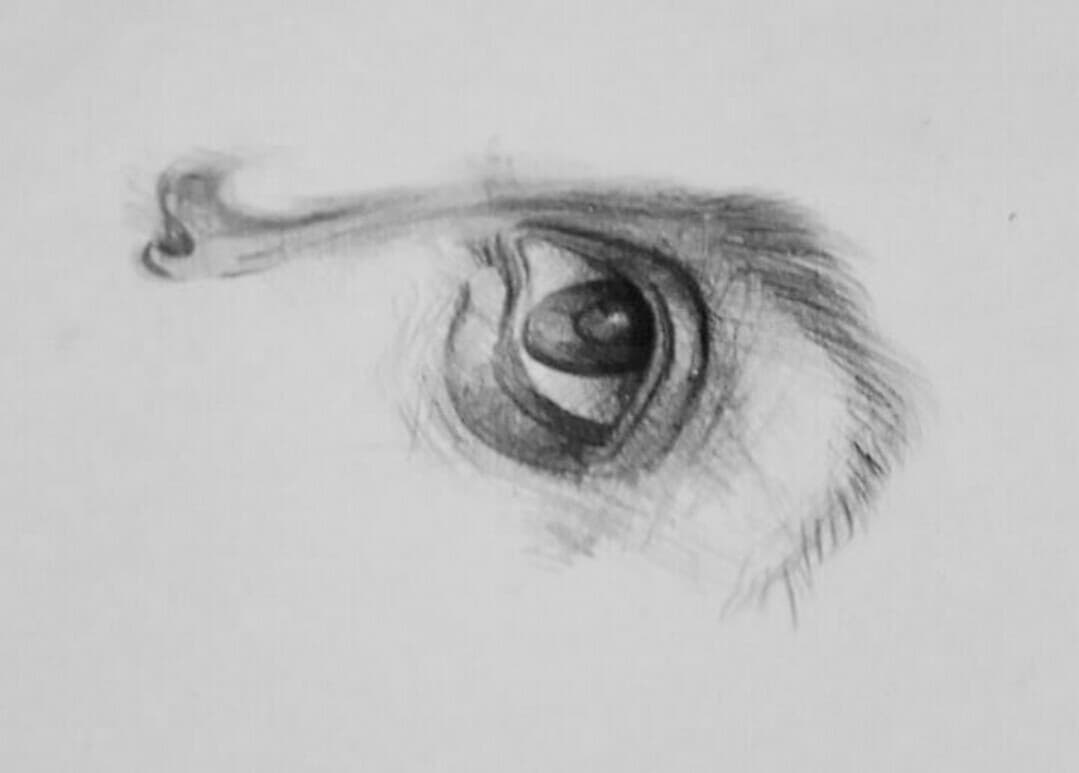 eye