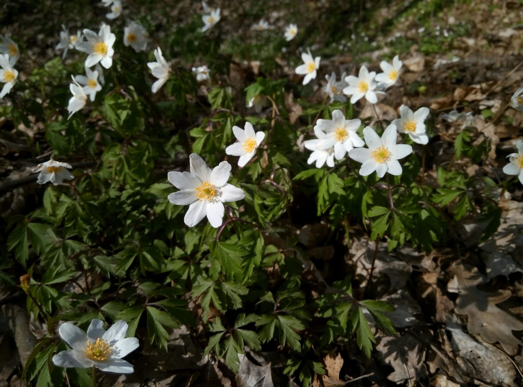 flowers