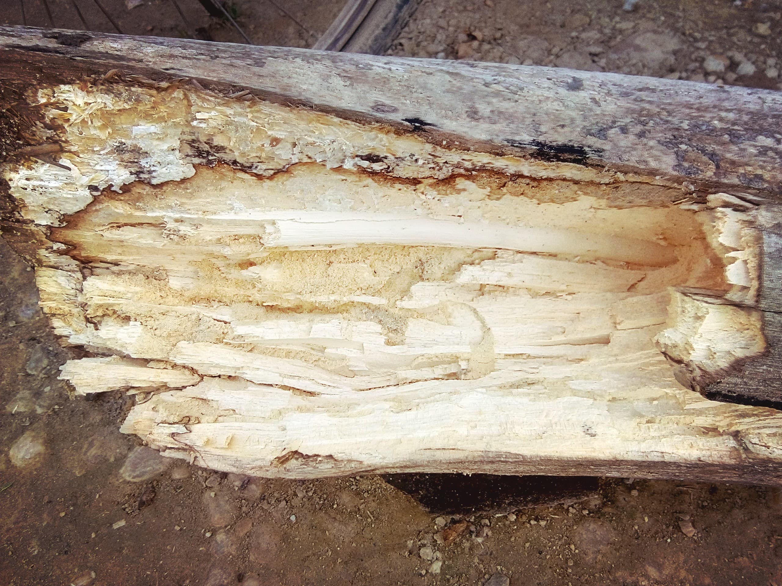 wood