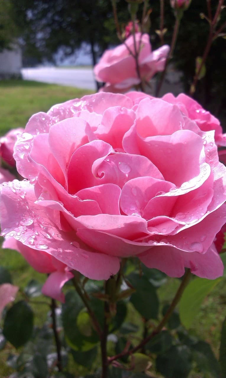 Rose