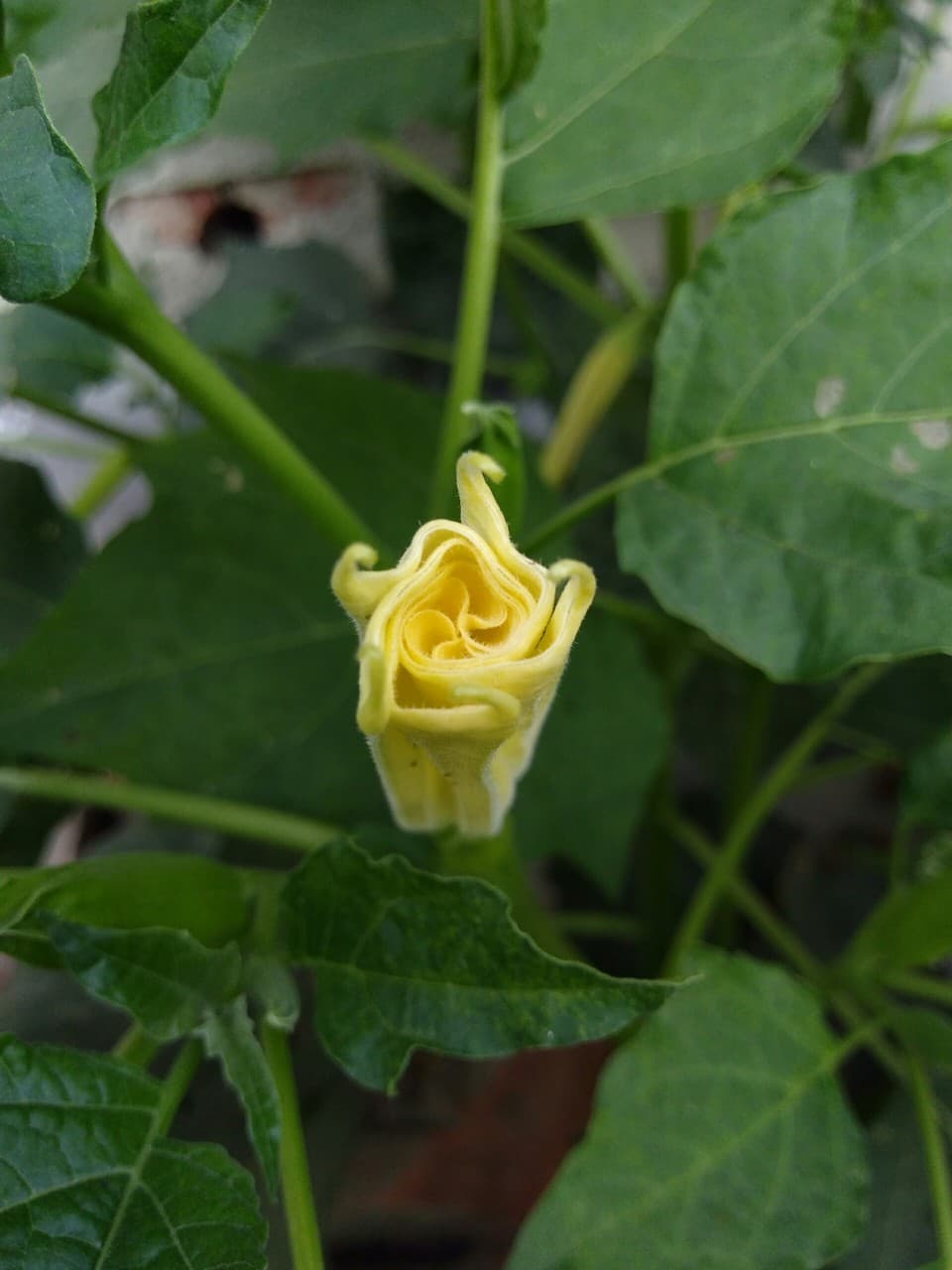 A bud