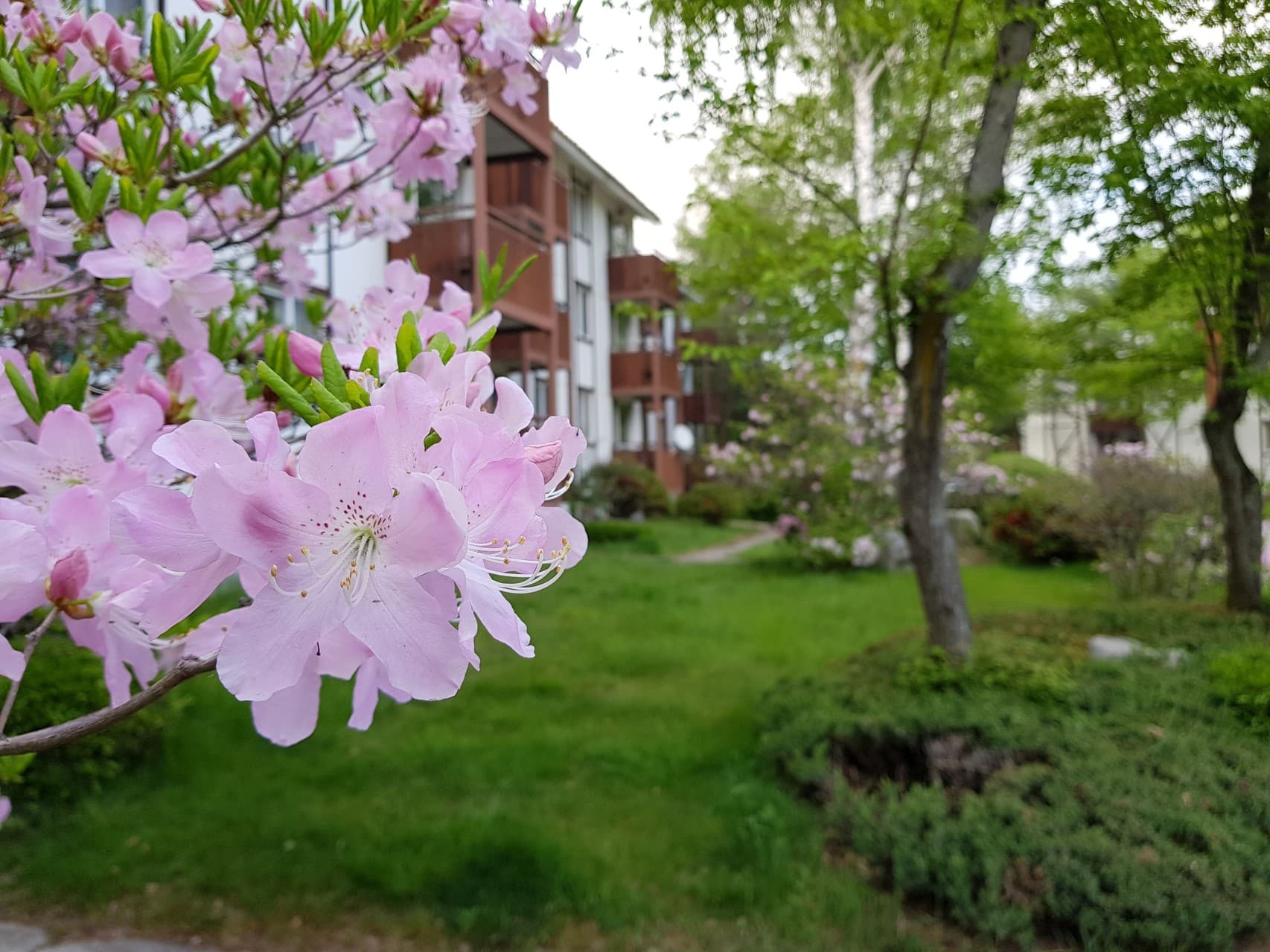 Cherry blossom