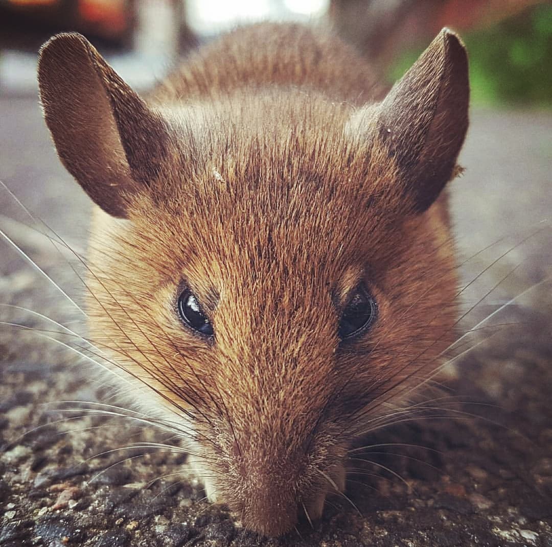 mouse