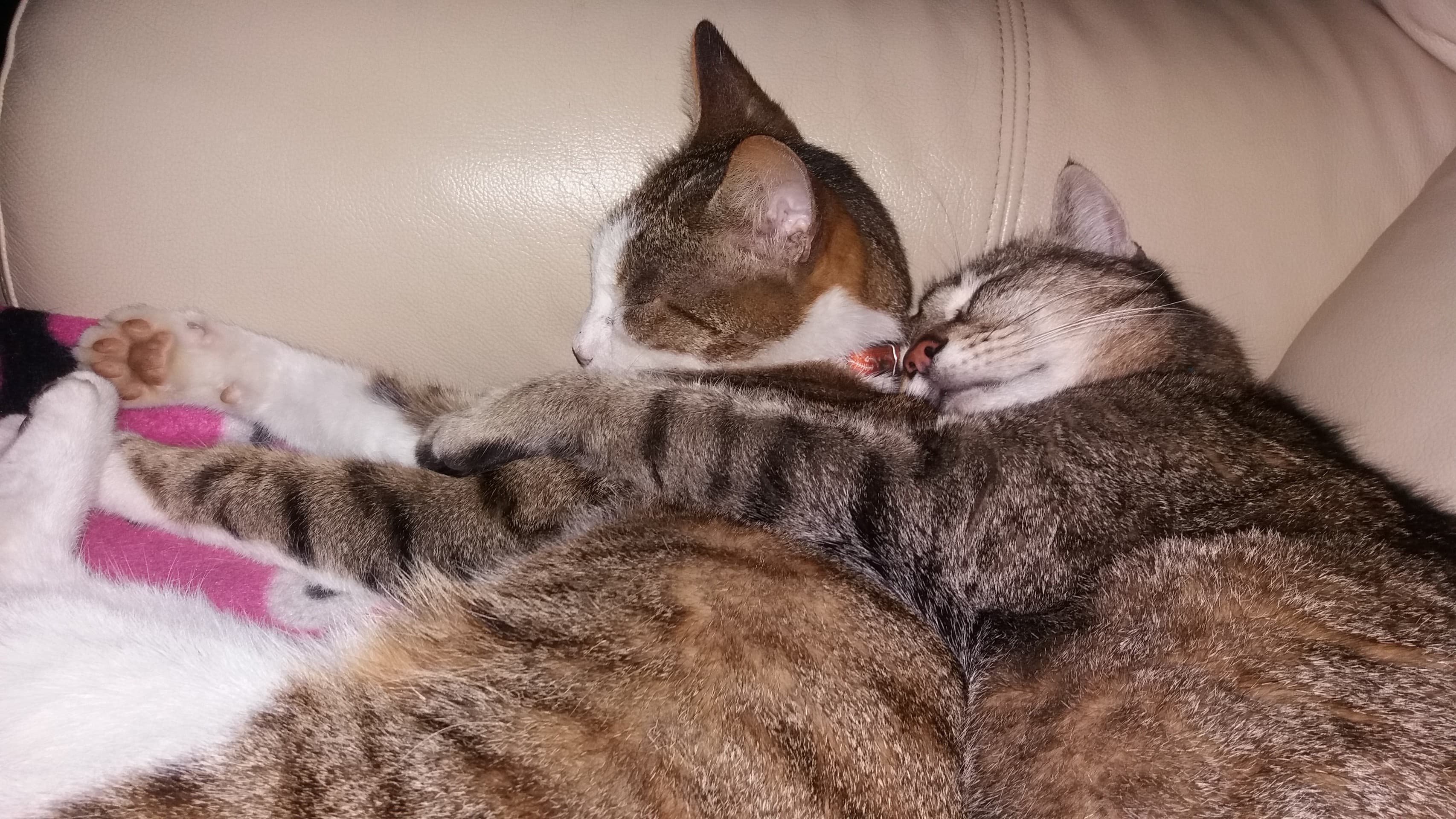 my cats?
