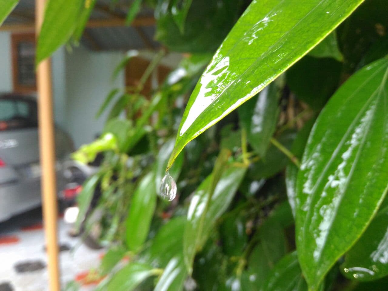 rain drops...