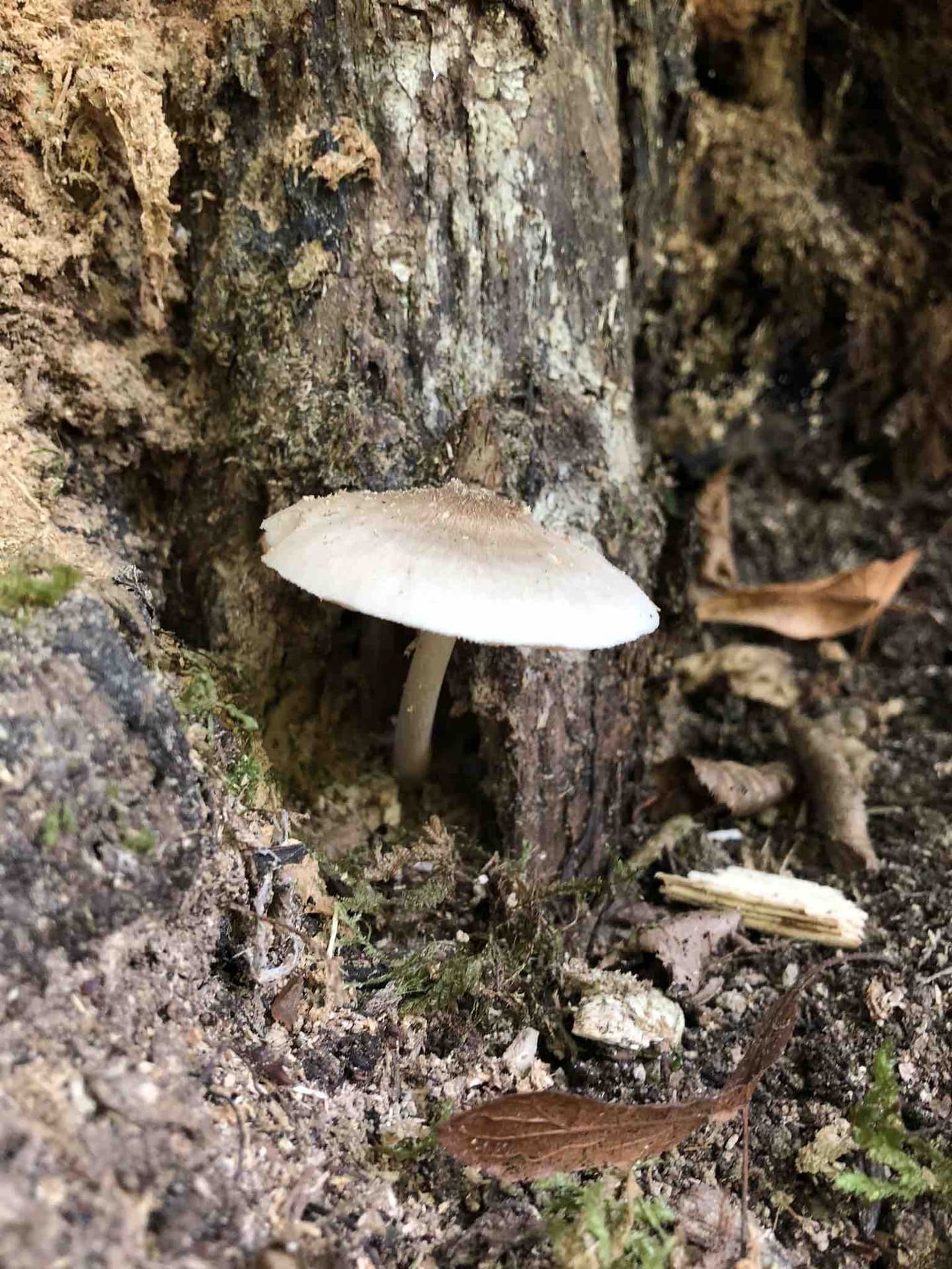 a litte miracle of the big forest