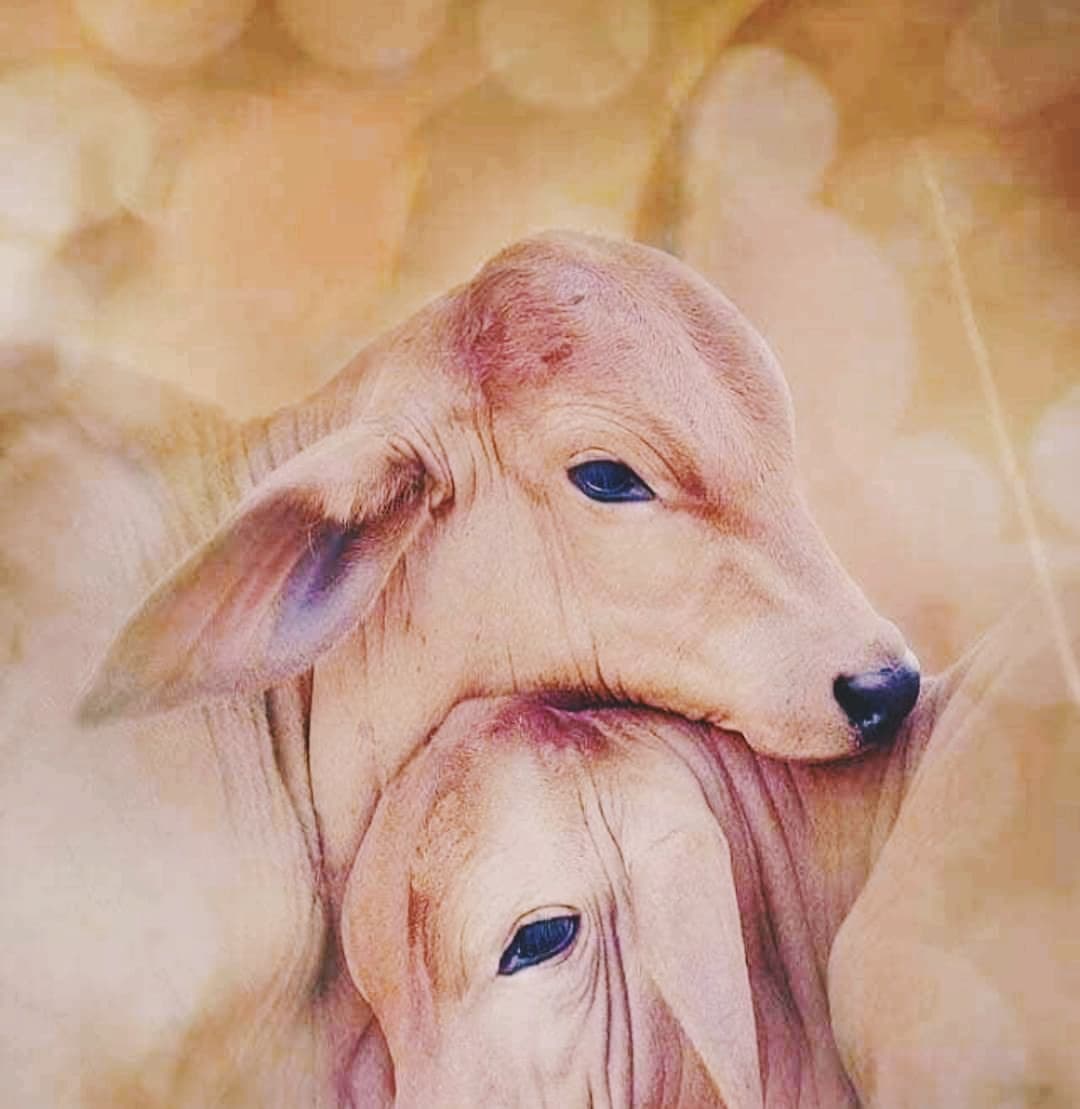cow heart