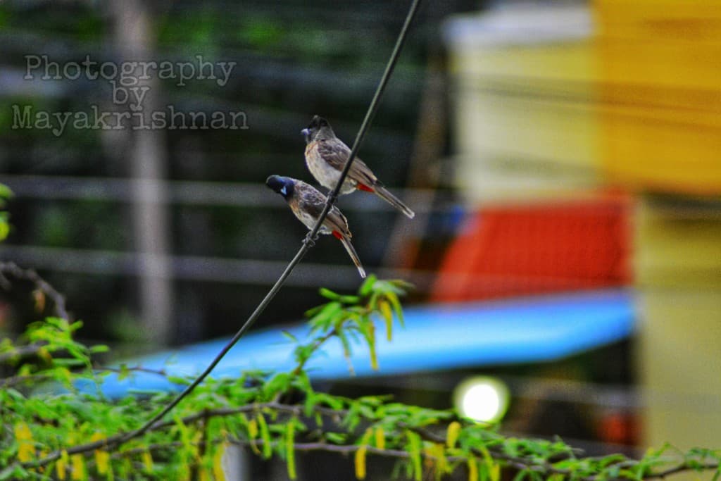 Indian bullbul
