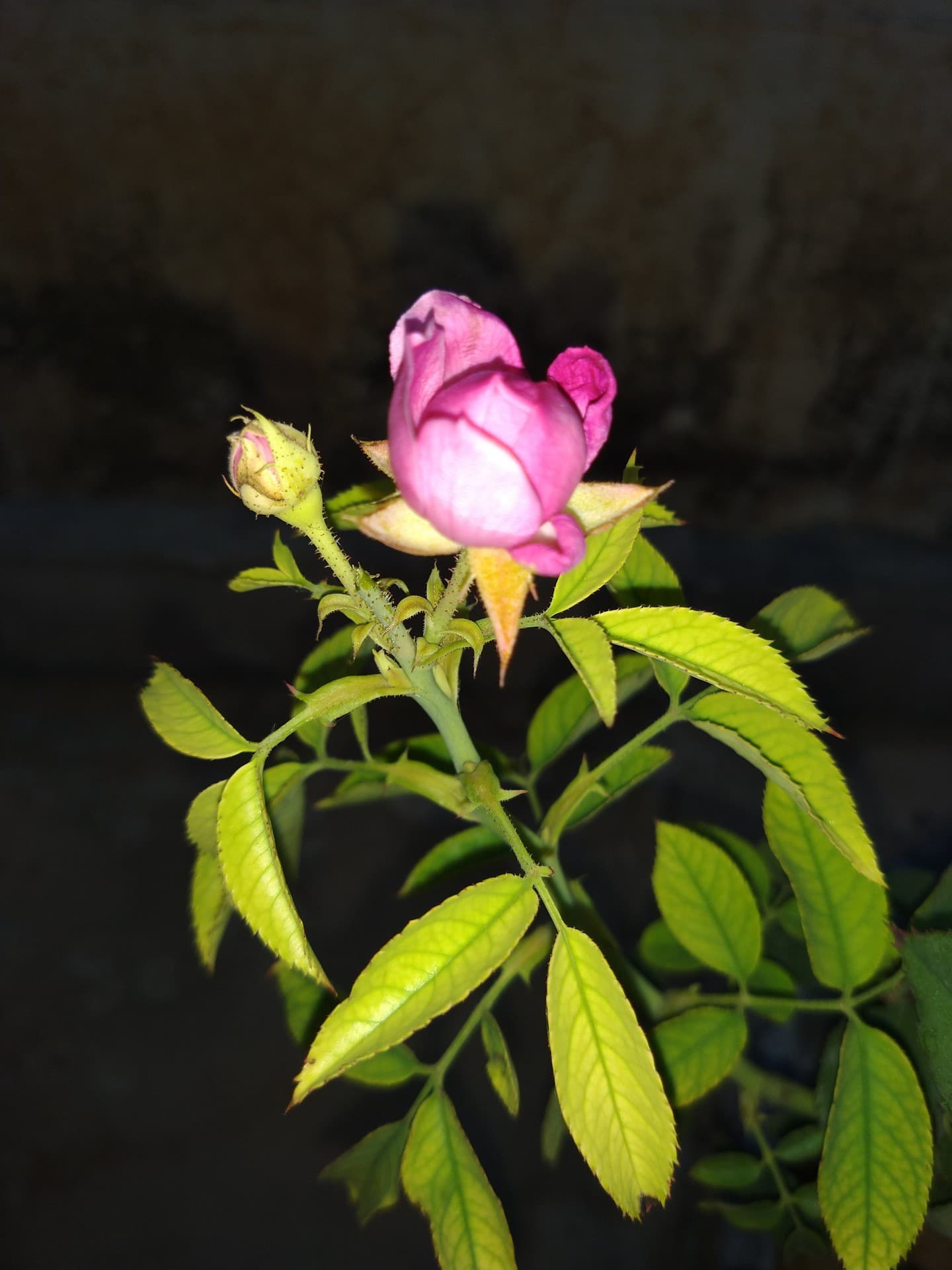 inner beauty