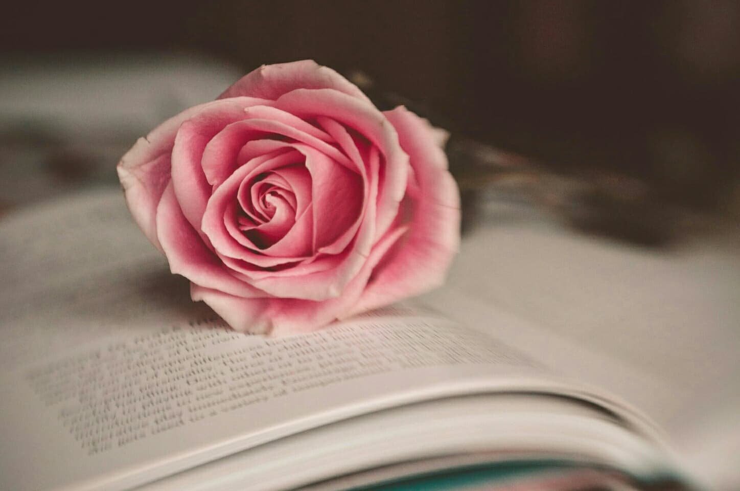 로사❤