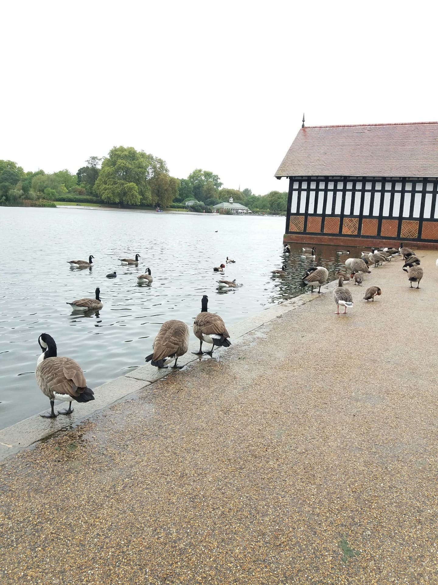 Ducks
