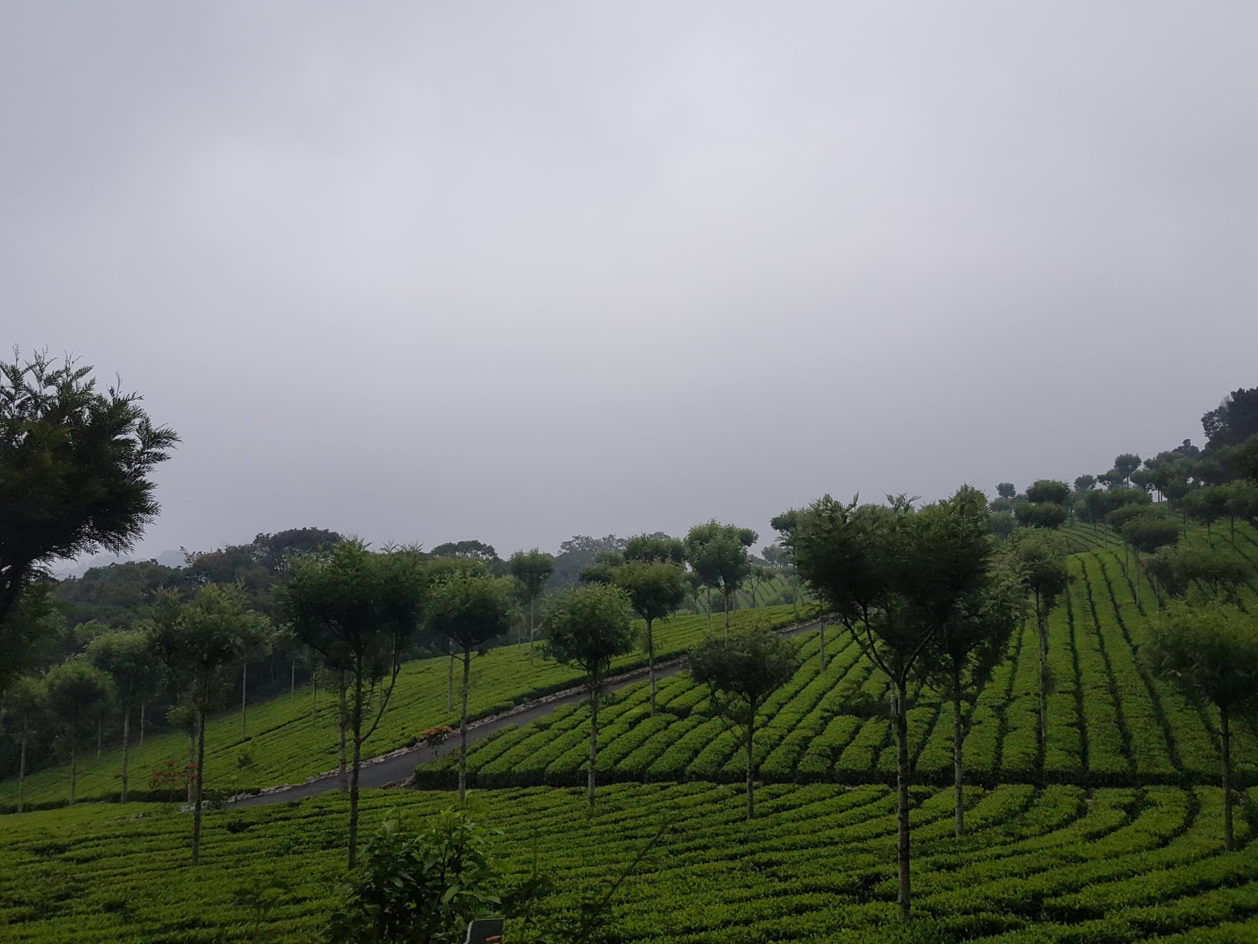 tea estaet