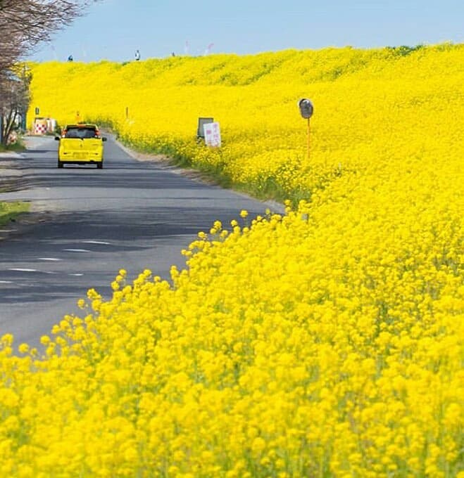 flowers road