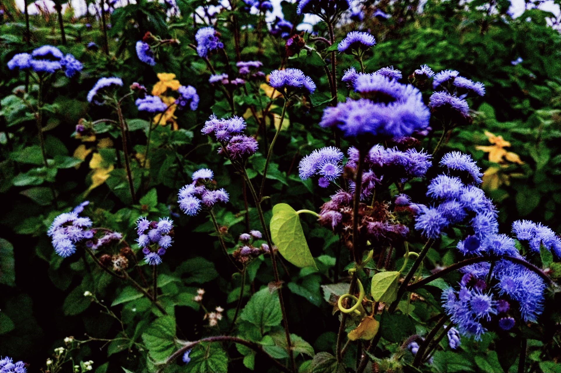flower