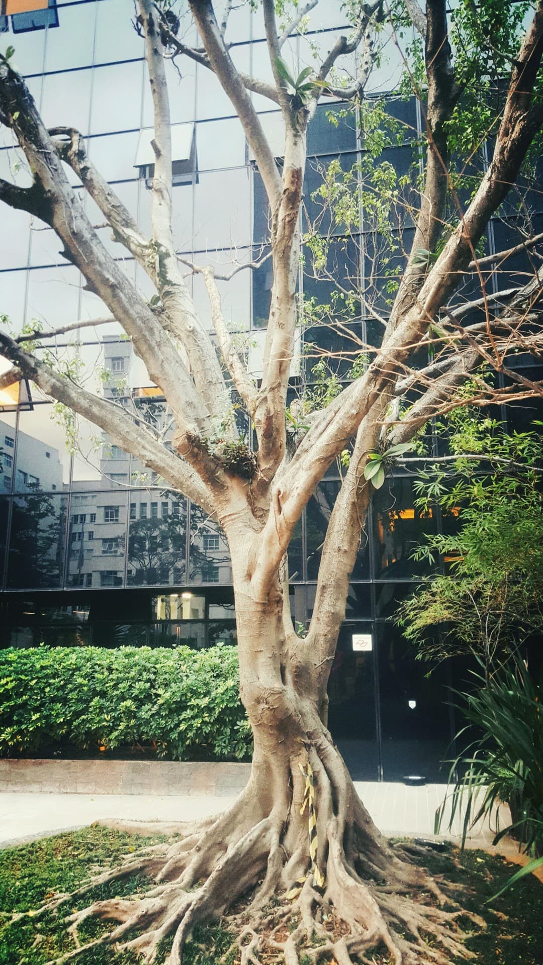 The tree