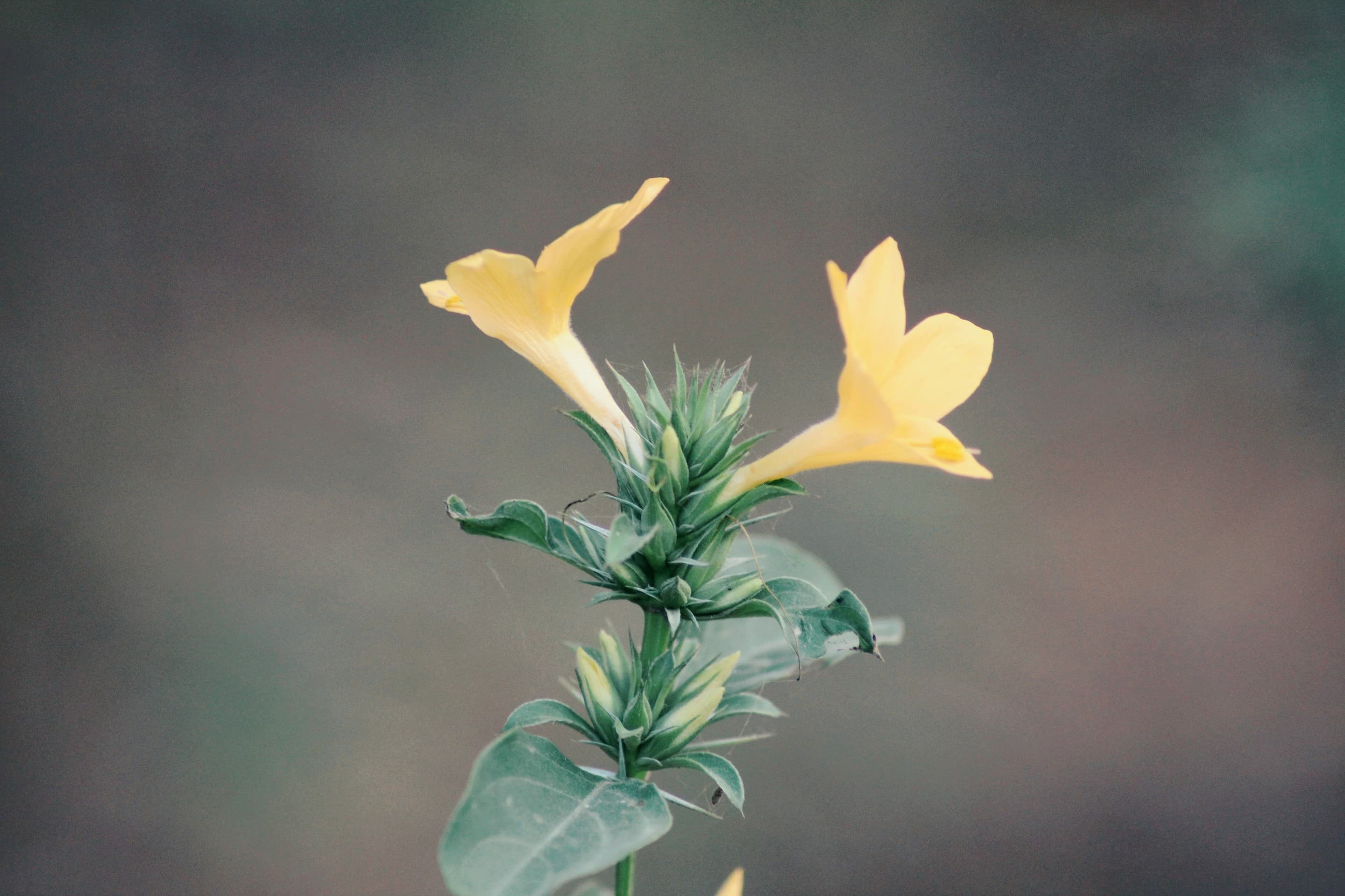 Yellow flower shy