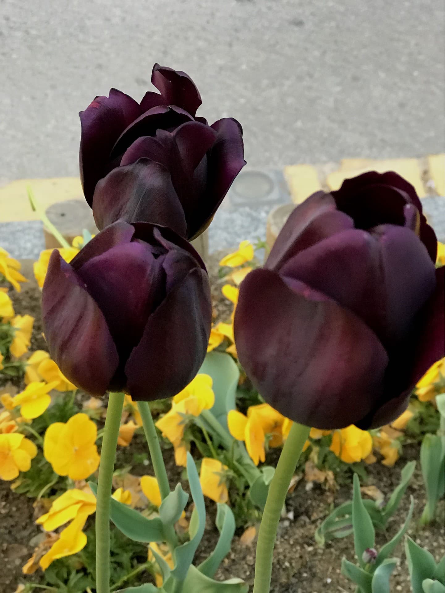 tulips