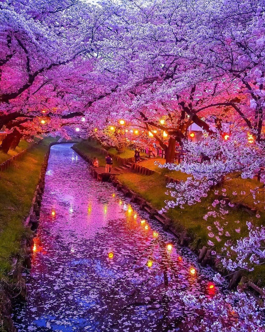 Cherry blossom