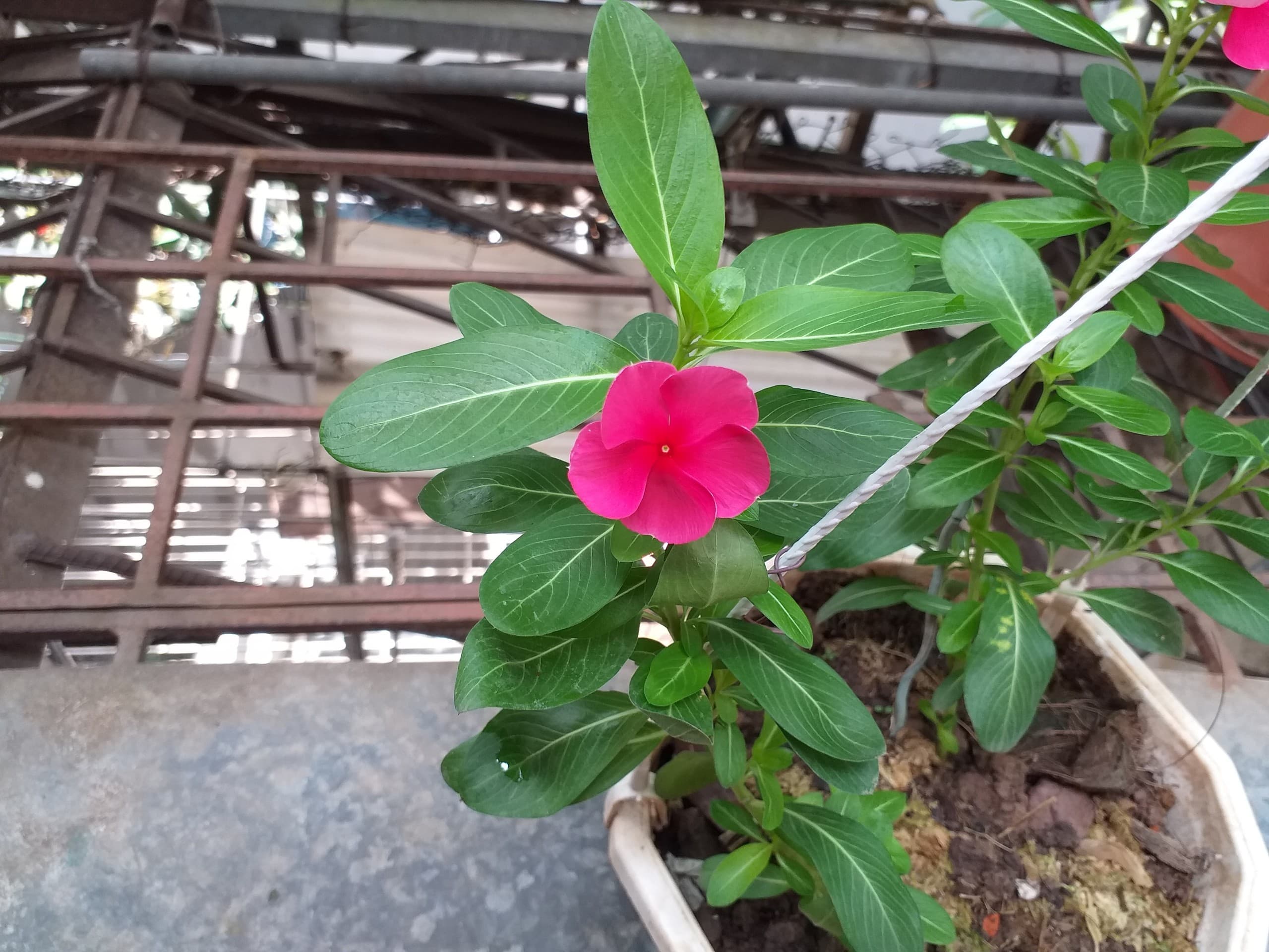Flower