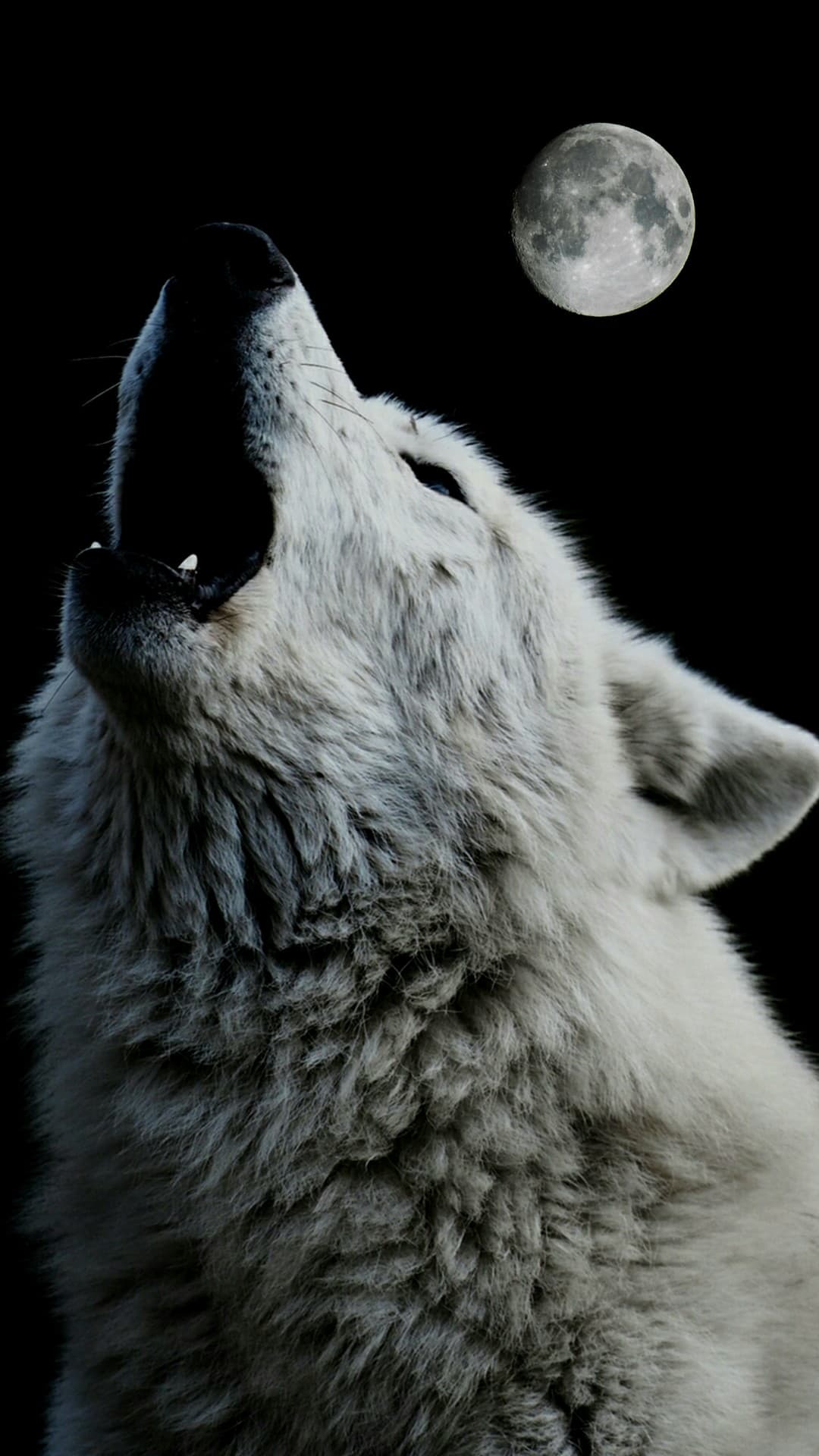wolf
