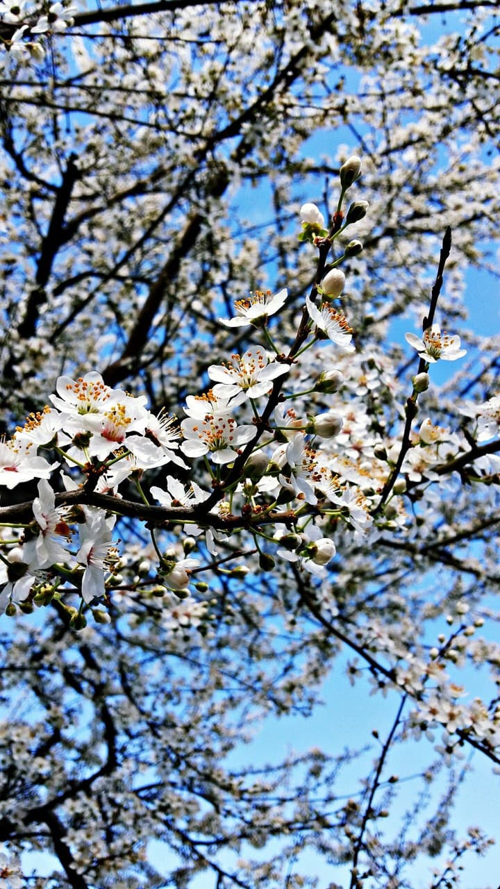 spring