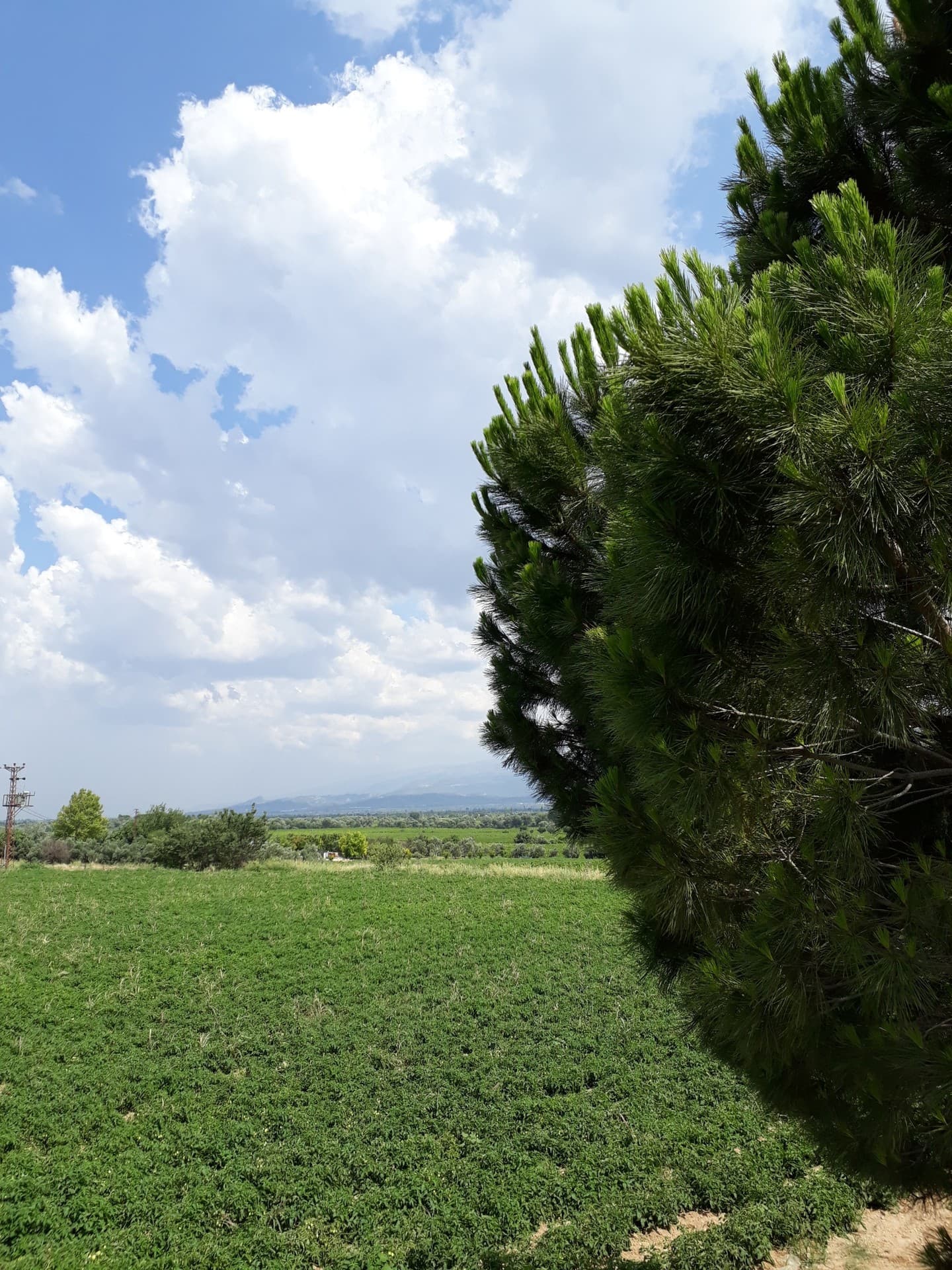 Tomato Field 