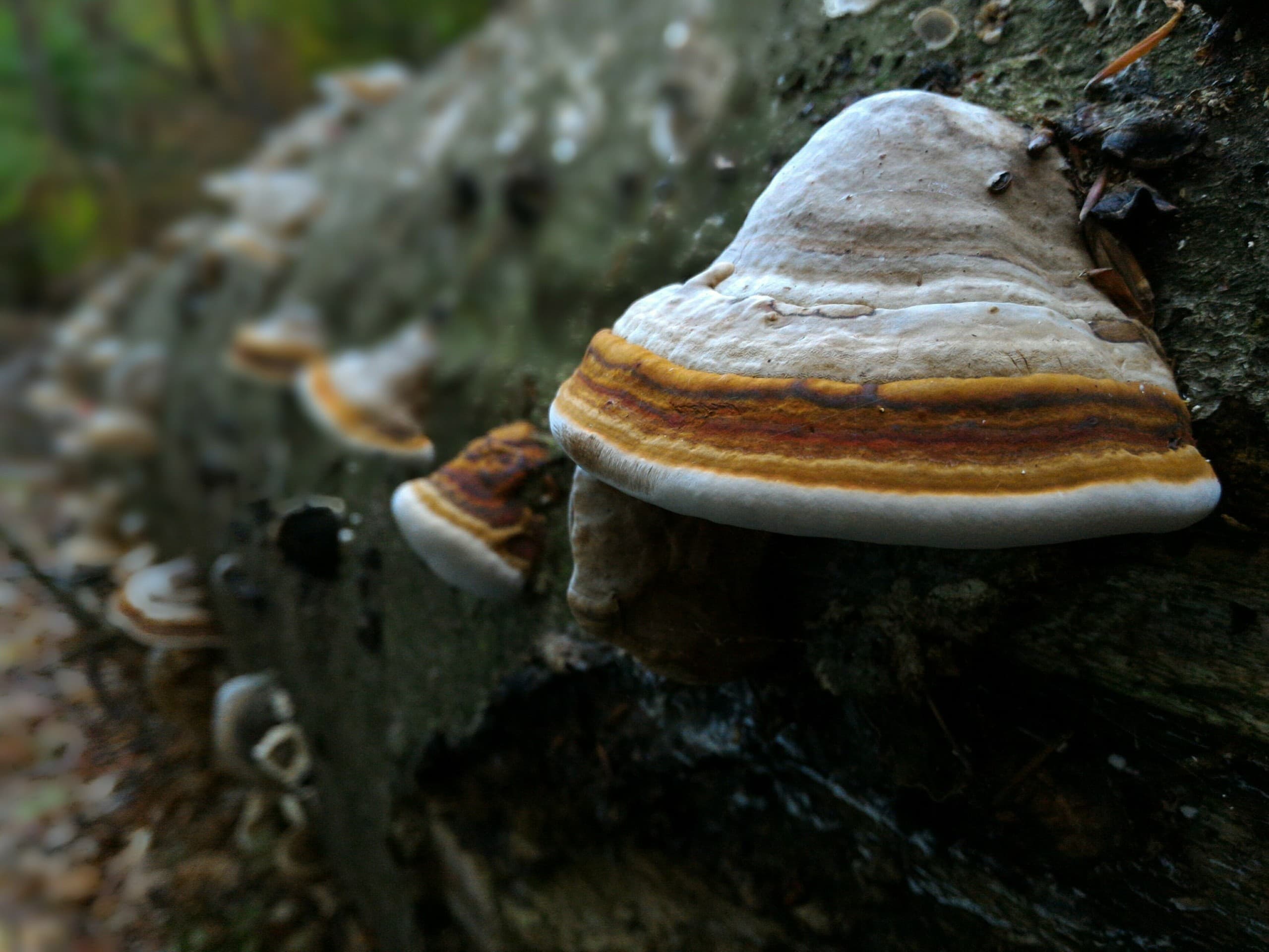 Mushroom on a trunk