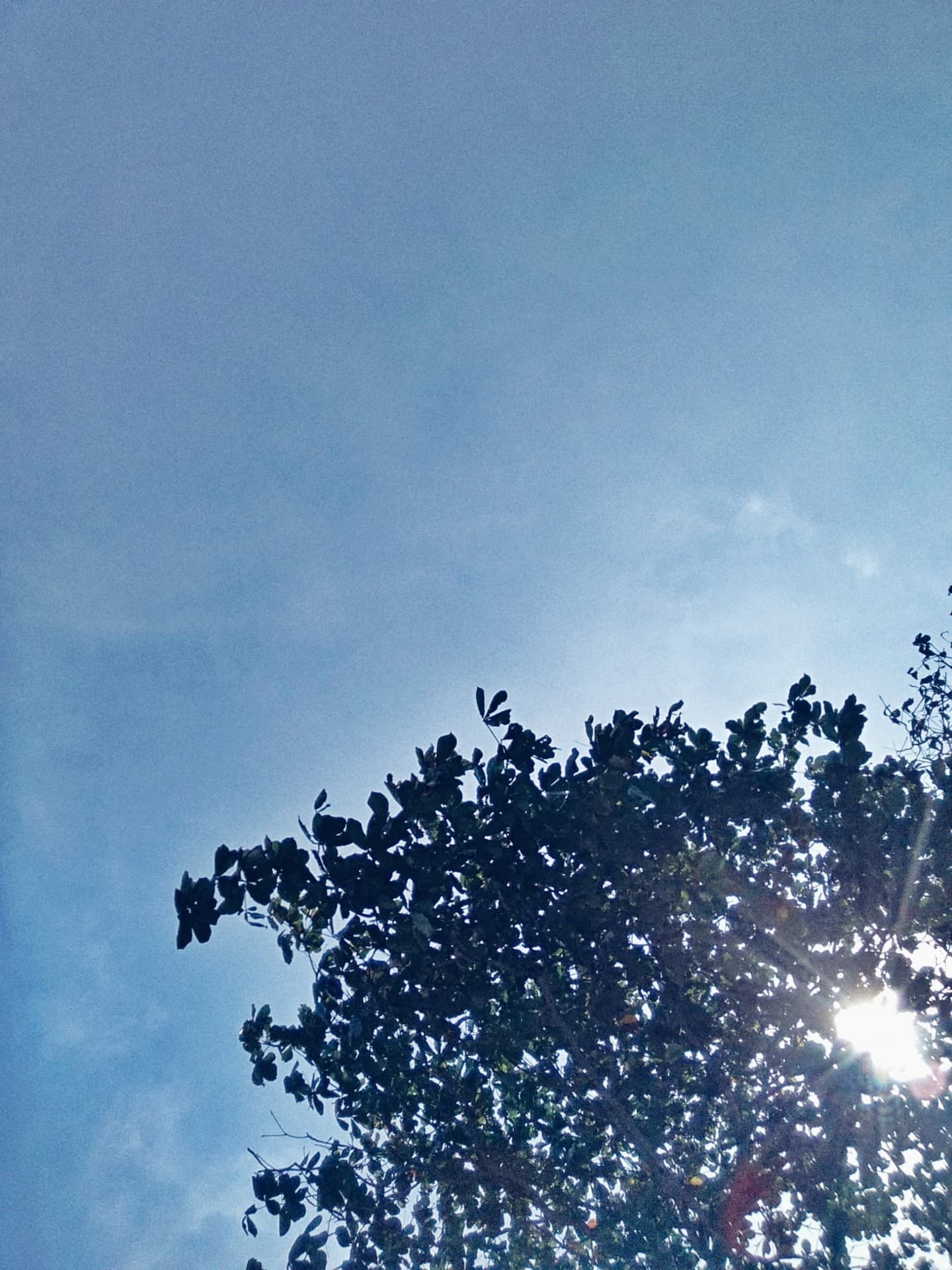 biru