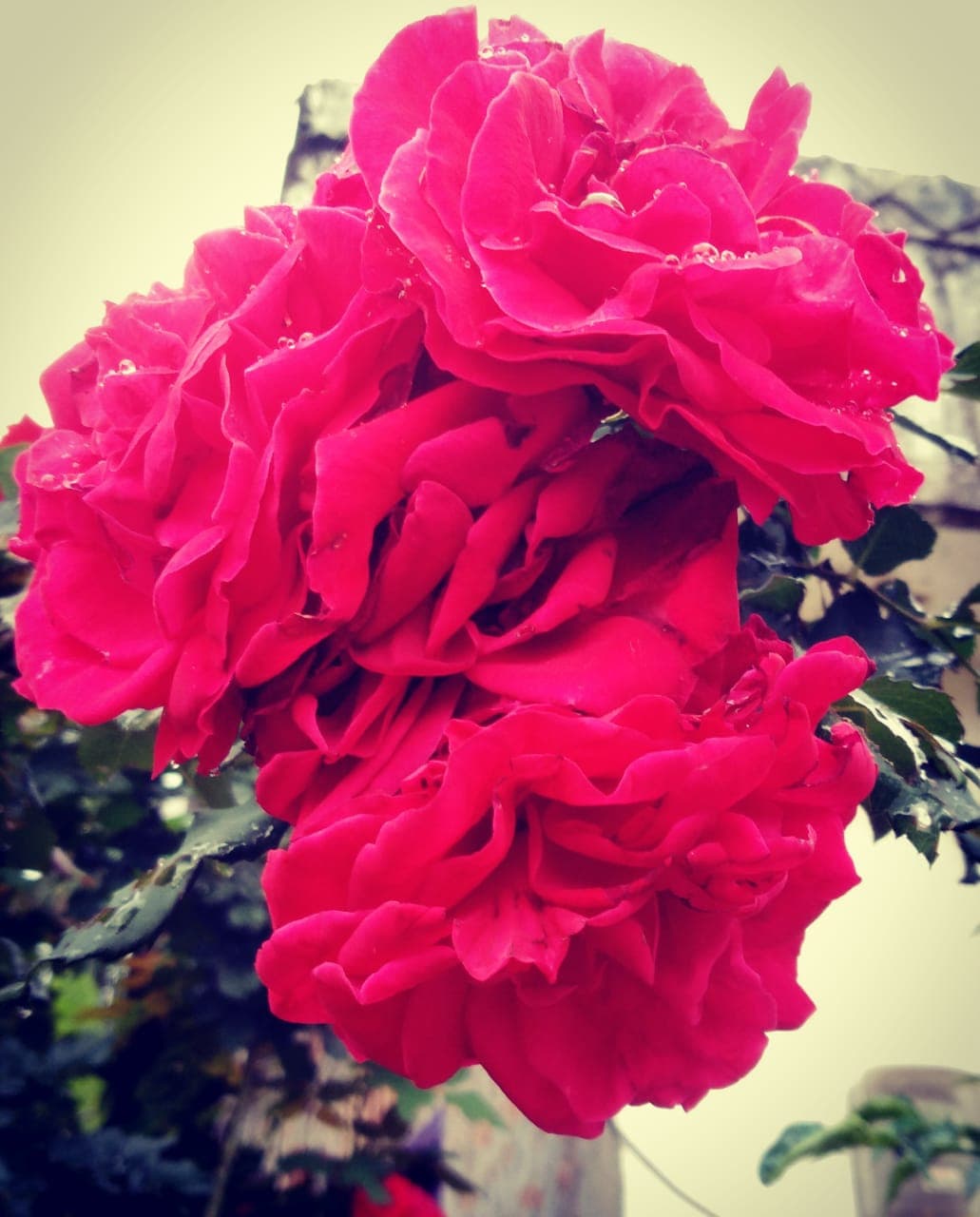 Red rose