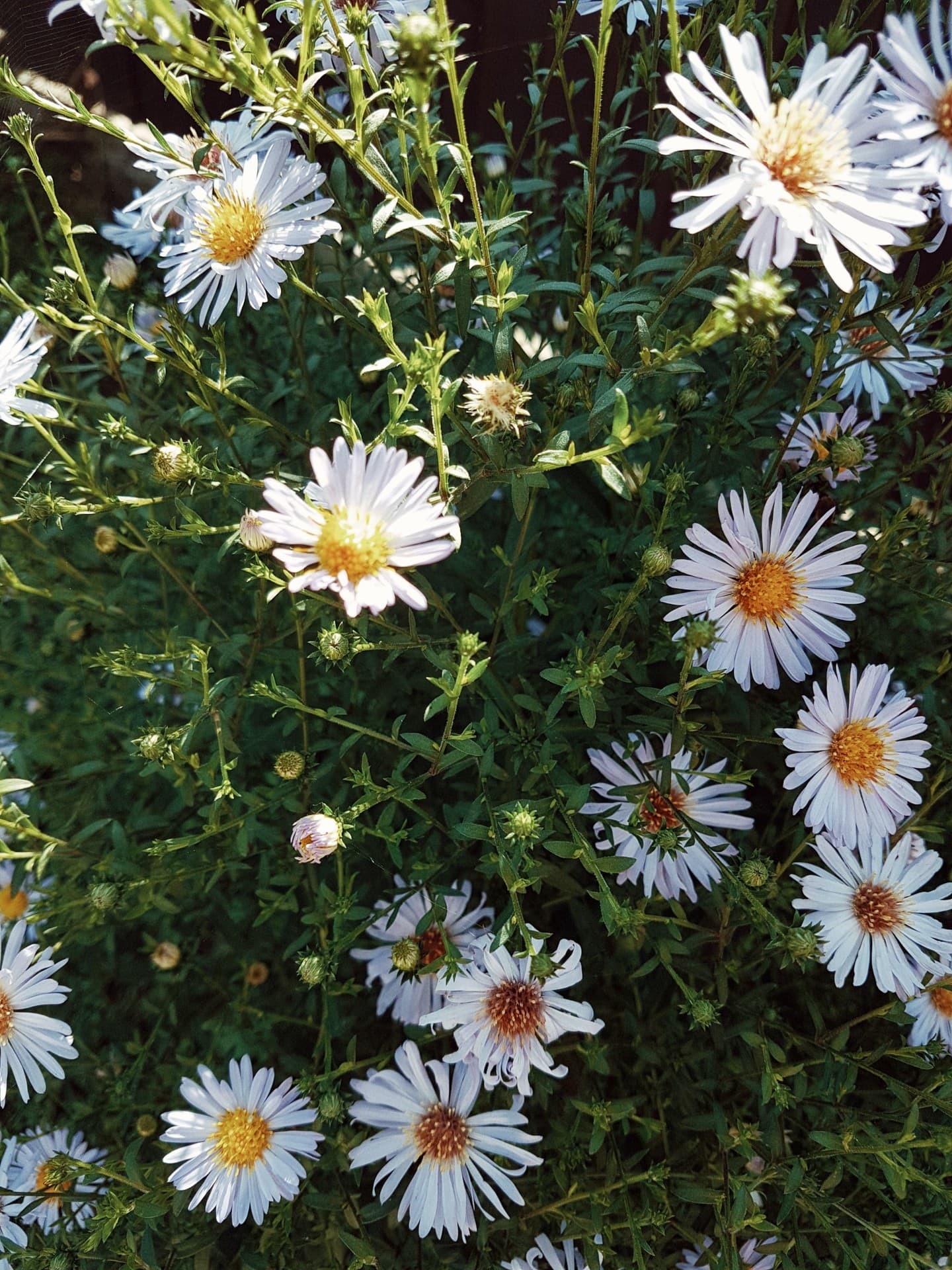 Chamomile