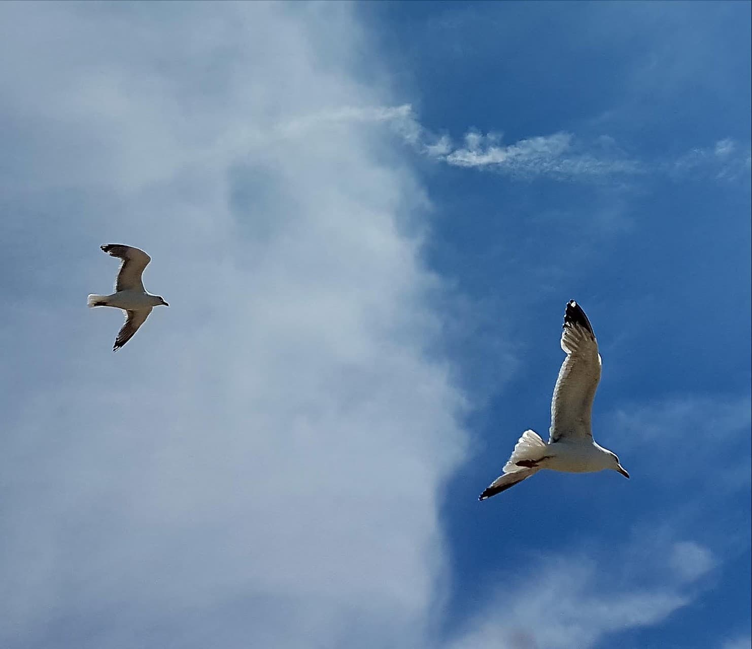 Birds