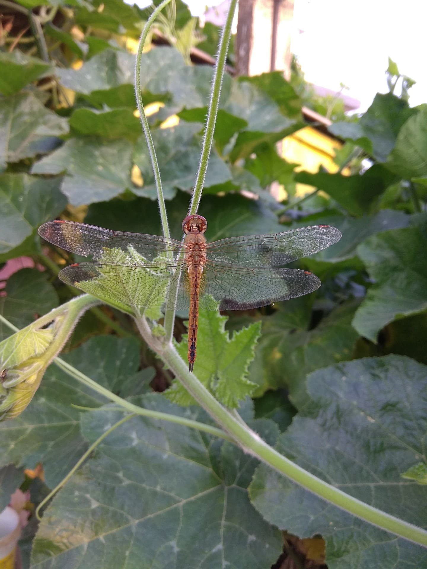 dragon fly