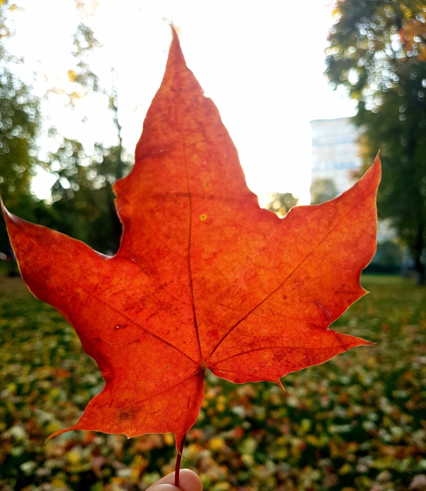 осень