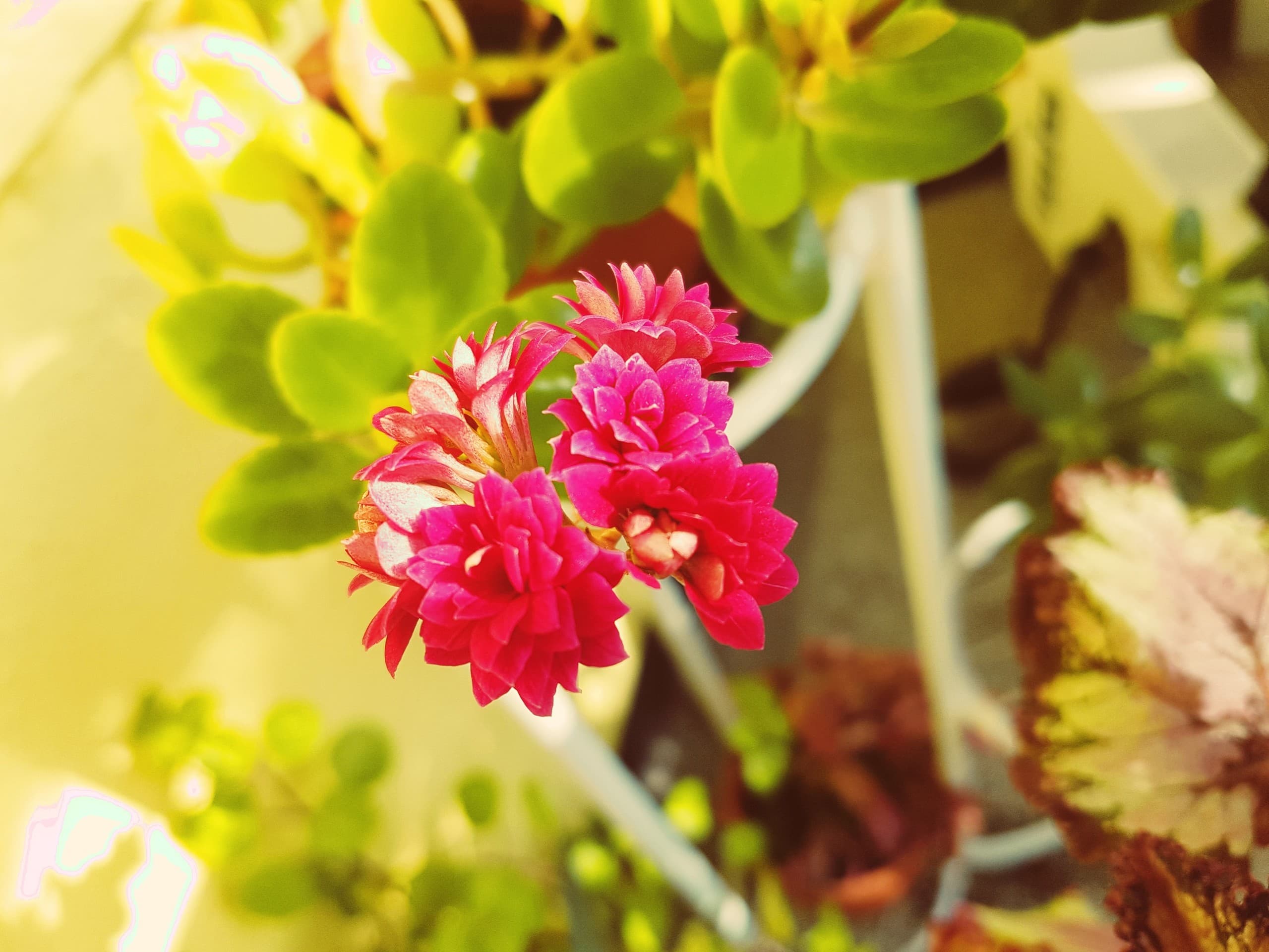 la flor